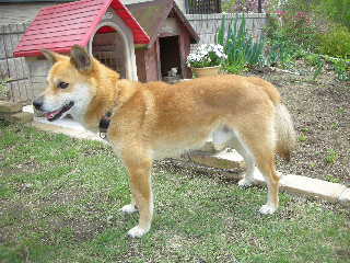 ���r�A�g���̍U���I�Ȗ���