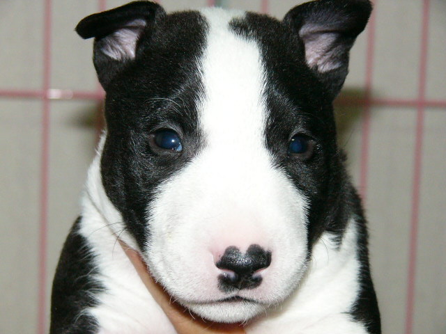 ���r�A�g���̍U���I�Ȗ���