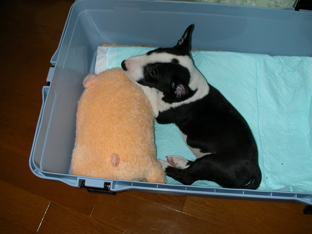 ���r�A�g���̍U���I�Ȗ���