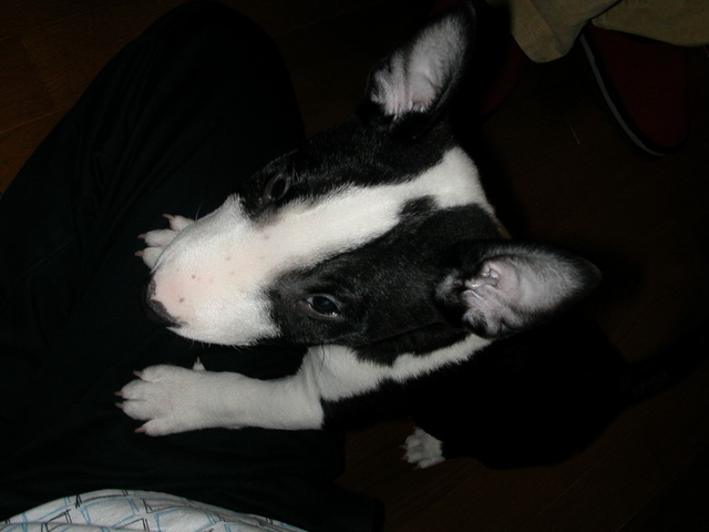 ���r�A�g���̍U���I�Ȗ���