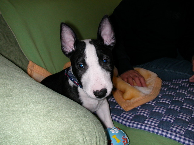 ���r�A�g���̍U���I�Ȗ���