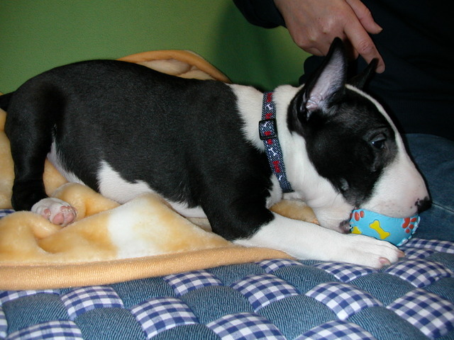 ���r�A�g���̍U���I�Ȗ���