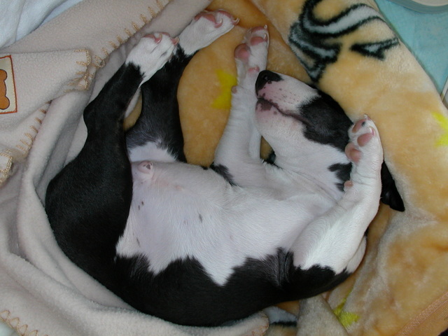 ���r�A�g���̍U���I�Ȗ���