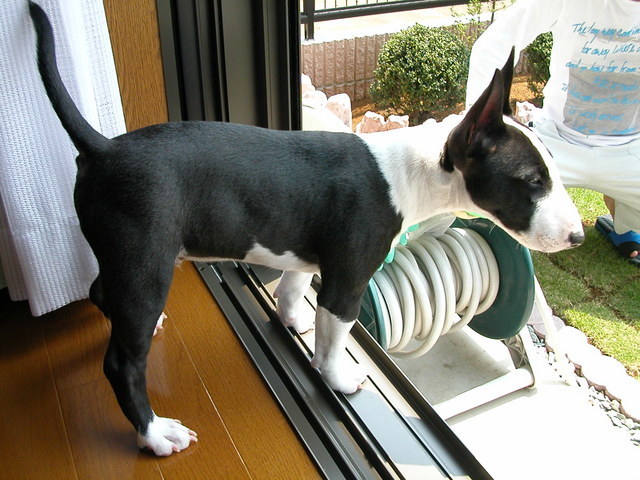 ���r�A�g���̍U���I�Ȗ���