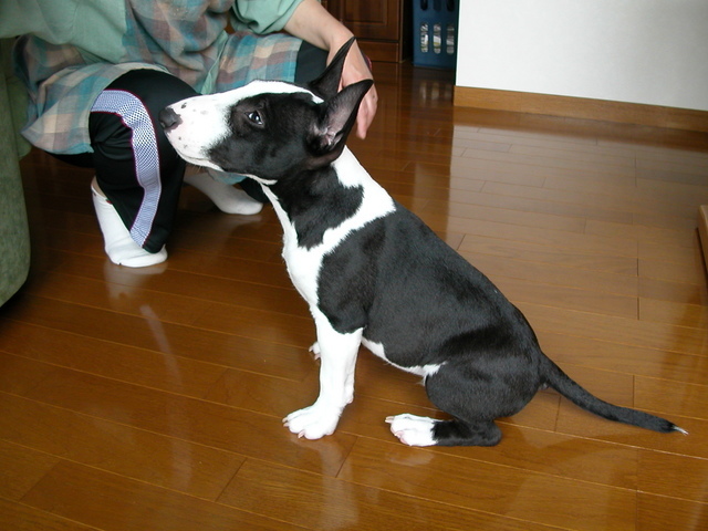 ���r�A�g���̍U���I�Ȗ���