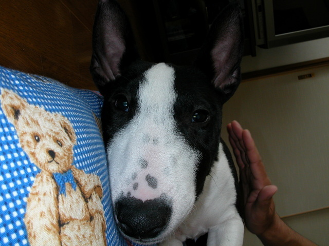 ���r�A�g���̍U���I�Ȗ���