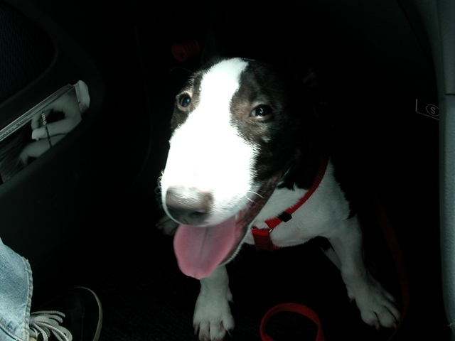 ���r�A�g���̍U���I�Ȗ���