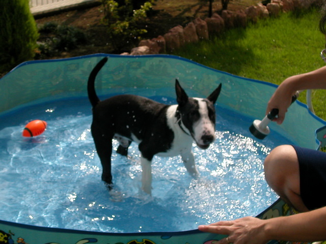 ���r�A�g���̍U���I�Ȗ���