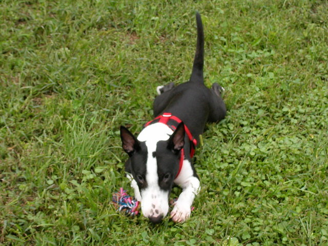 ���r�A�g���̍U���I�Ȗ���