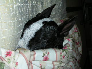 ���r�A�g���̍U���I�Ȗ���