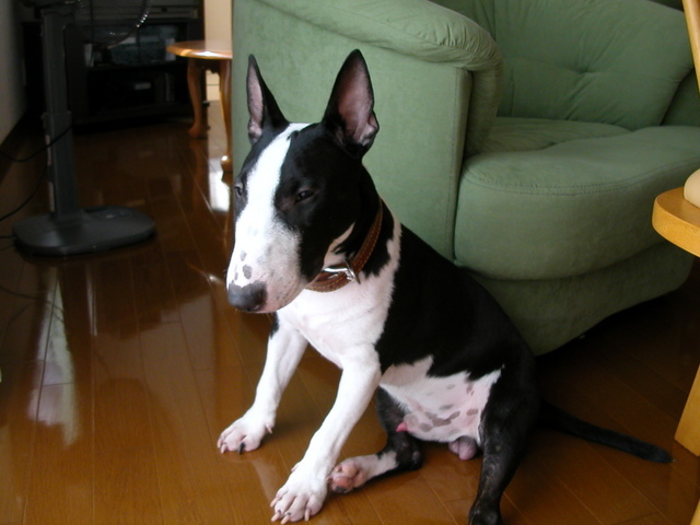 ���r�A�g���̍U���I�Ȗ���