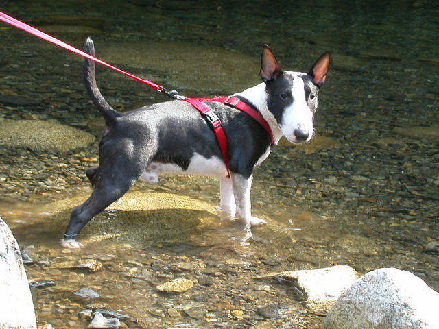 ���r�A�g���̍U���I�Ȗ���