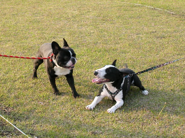 ���r�A�g���̍U���I�Ȗ���