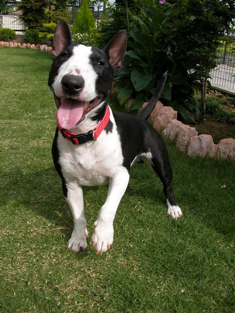 ���r�A�g���̍U���I�Ȗ���