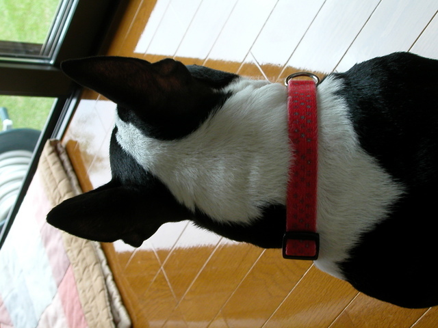 ���r�A�g���̍U���I�Ȗ���