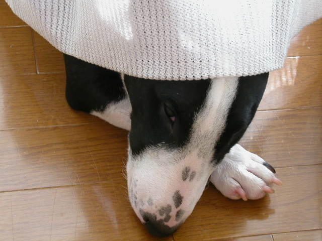 ���r�A�g���̍U���I�Ȗ���