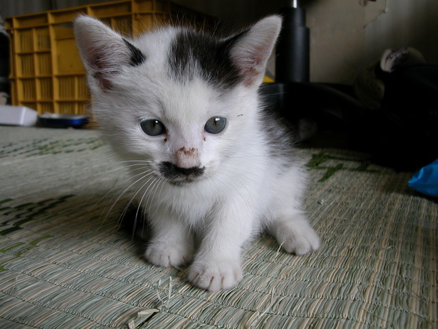 ���r�A�g���̍U���I�Ȗ���