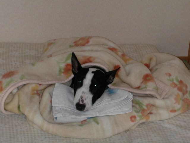 ���r�A�g���̍U���I�Ȗ���