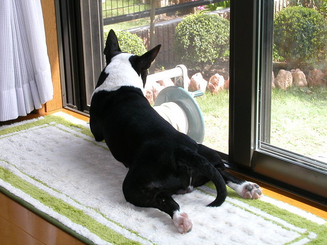 ���r�A�g���̍U���I�Ȗ���