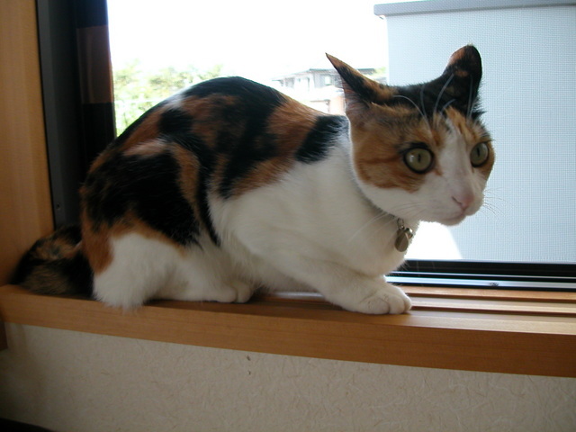 ���r�A�g���̍U���I�Ȗ���