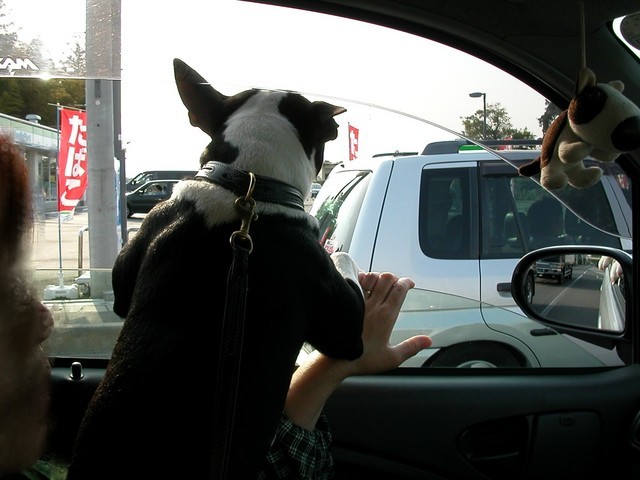 ���r�A�g���̍U���I�Ȗ���