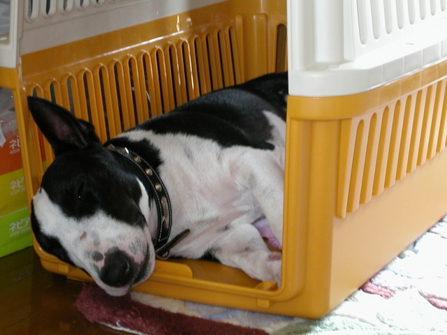 ���r�A�g���̍U���I�Ȗ���