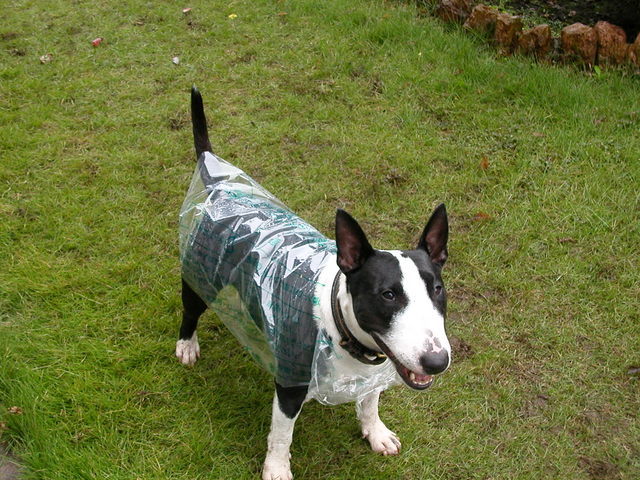 ���r�A�g���̍U���I�Ȗ���