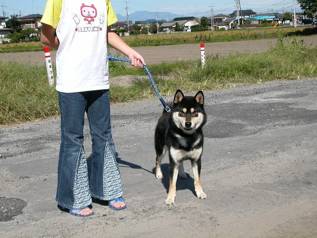 ���r�A�g���̍U���I�Ȗ���