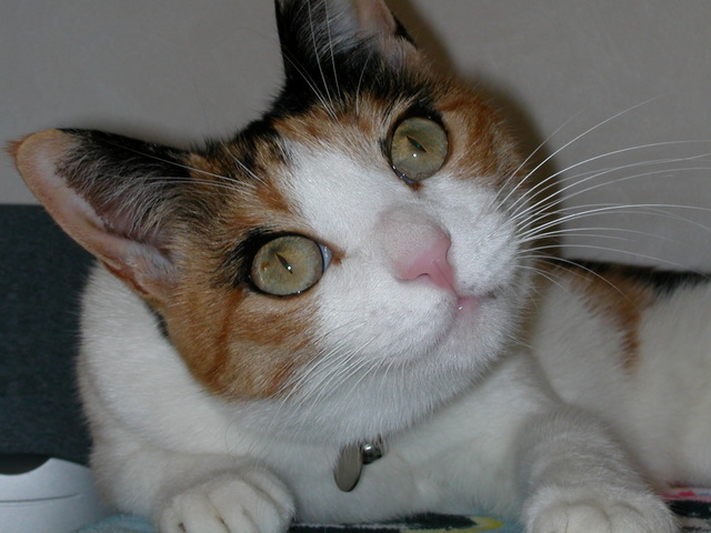 ���r�A�g���̍U���I�Ȗ���