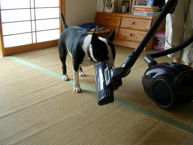 ���r�A�g���̍U���I�Ȗ���