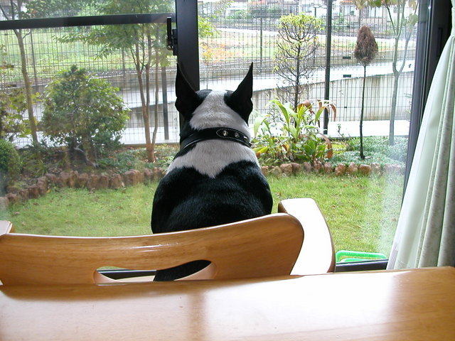 ���r�A�g���̍U���I�Ȗ���