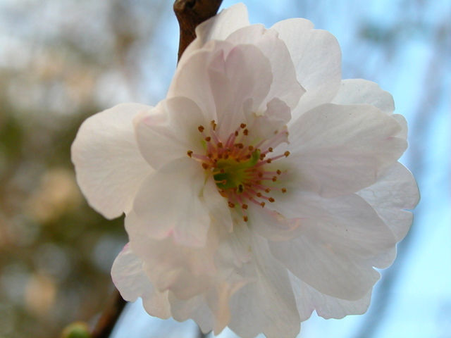 ���r�A�g���̍U���I�Ȗ���