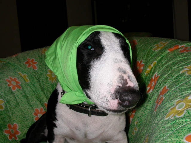 ���r�A�g���̍U���I�Ȗ���