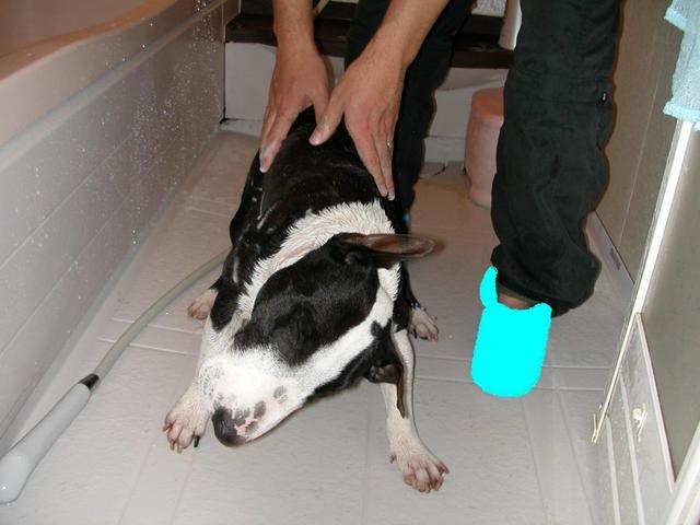 ���r�A�g���̍U���I�Ȗ���