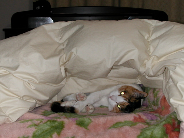 ���r�A�g���̍U���I�Ȗ���