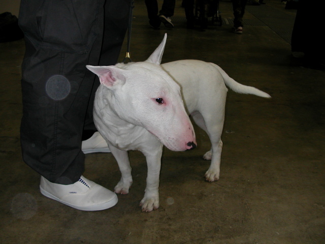 ���r�A�g���̍U���I�Ȗ���