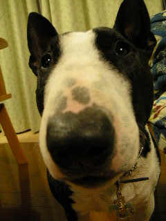 ���r�A�g���̍U���I�Ȗ���