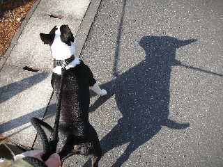 ���r�A�g���̍U���I�Ȗ���