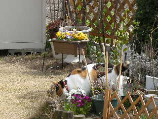 ���r�A�g���̍U���I�Ȗ���