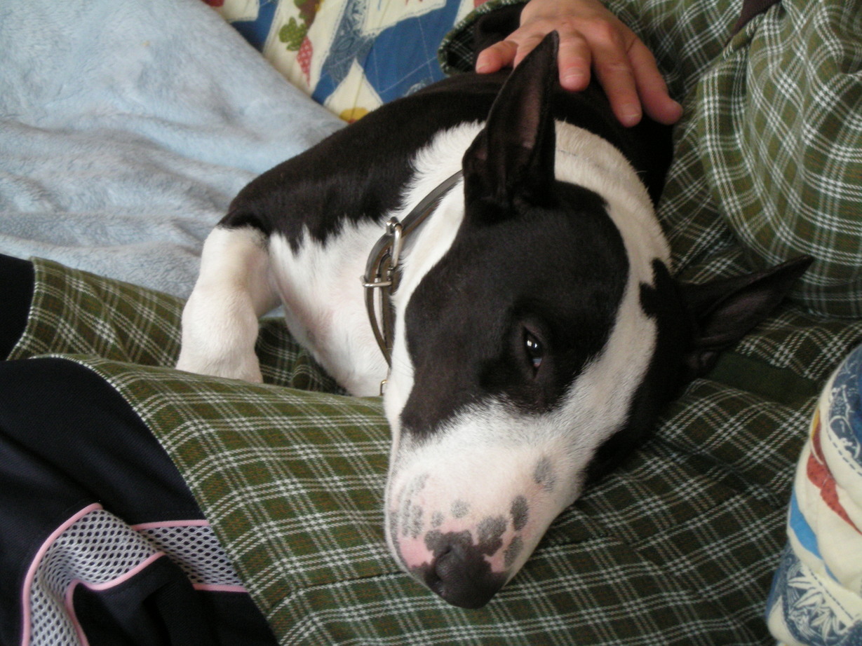 ���r�A�g���̍U���I�Ȗ���