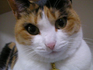 ���r�A�g���̍U���I�Ȗ���