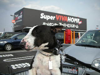 ���r�A�g���̍U���I�Ȗ���