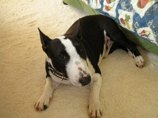 ���r�A�g���̍U���I�Ȗ���