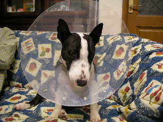 ���r�A�g���̍U���I�Ȗ���