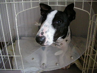 ���r�A�g���̍U���I�Ȗ���