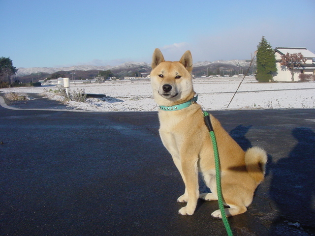 ��������̂Ȃ�΂�