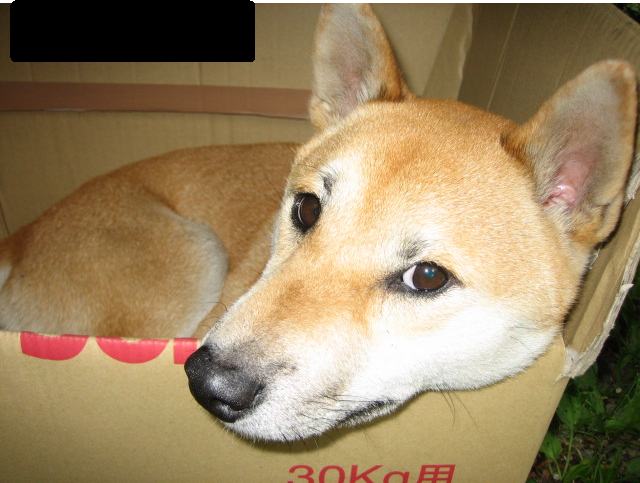 ��������̂Ȃ�΂�