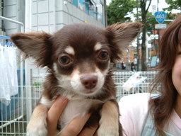 �V�Ď�v�̉�쐶��