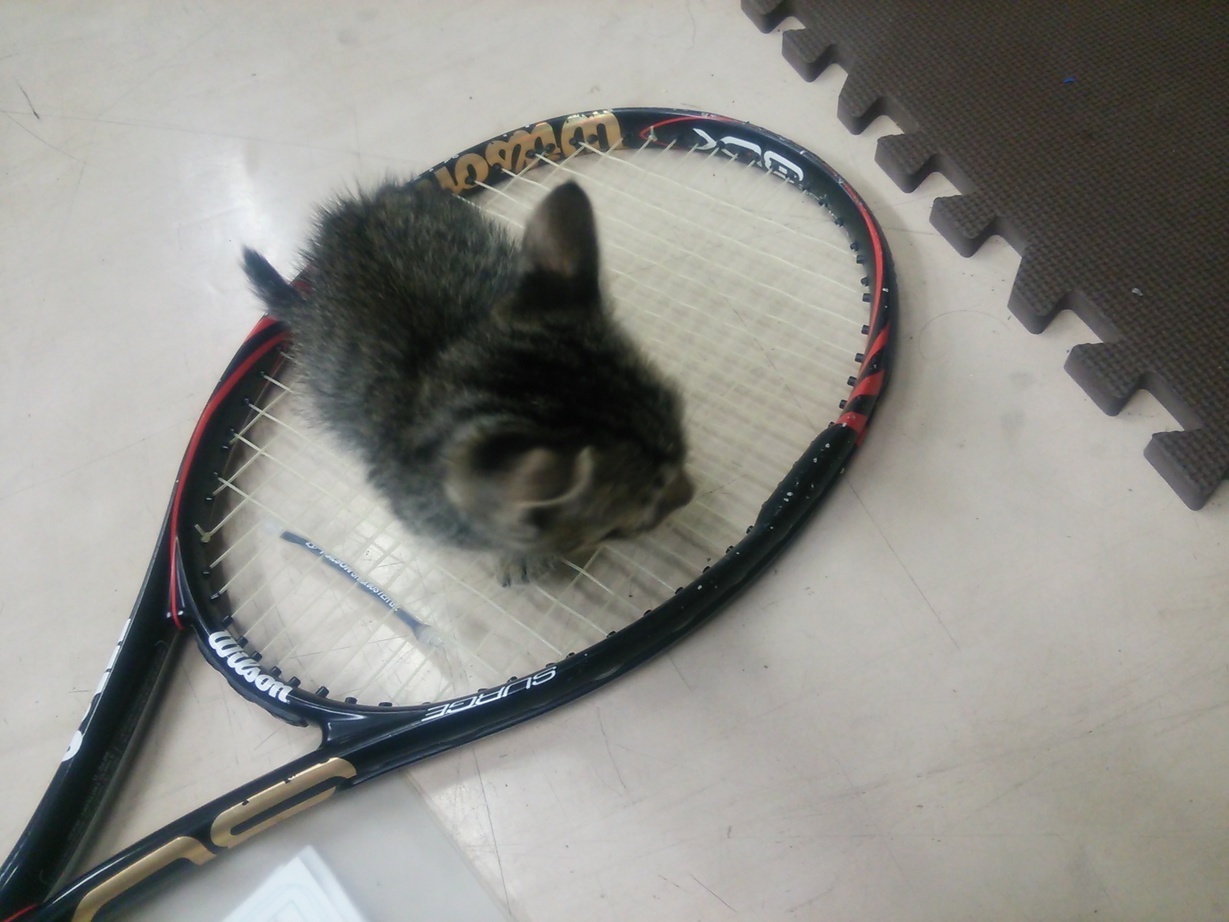Ȗ؎sEejXVbvxXg Tennis Shop BEST