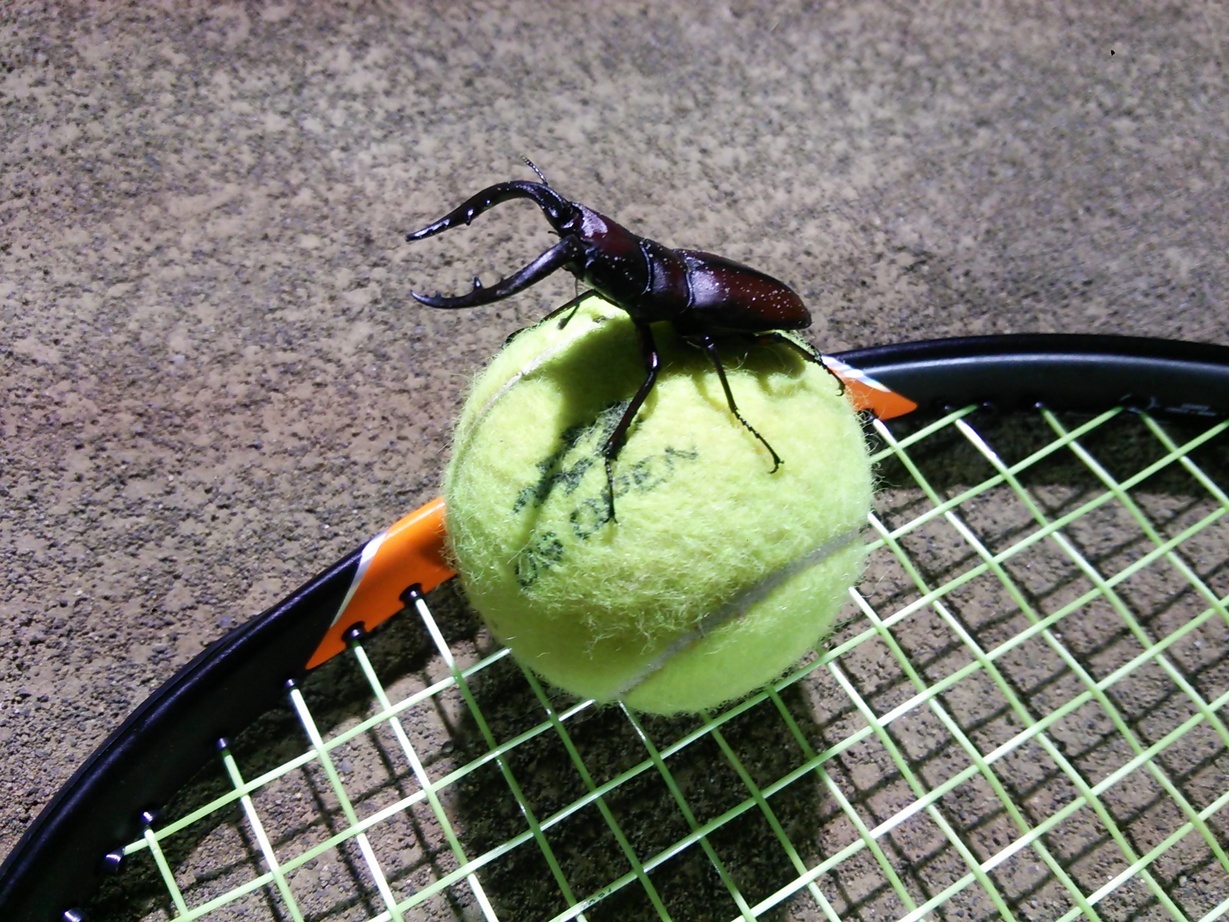 Ȗ؎sEejXVbvxXg Tennis Shop BEST